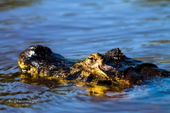 Laying low- Caymen in the Pantanal Brazil