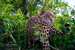 Jaguar in the grass- Pantanal Brazil