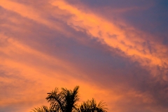 Pink sunset and palm trees- Pantanal Brazil
