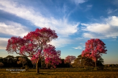 Colourful Pink Piuva Trees- Pantanal Brazil