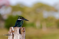 Green Kingfisher on a Post- Pantanal Brazil
