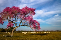 Pink Piuva Trees and Cows- Pantanal-Brazil