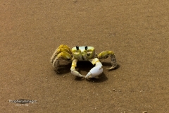 Yellow Crab on the Beach- Brazil